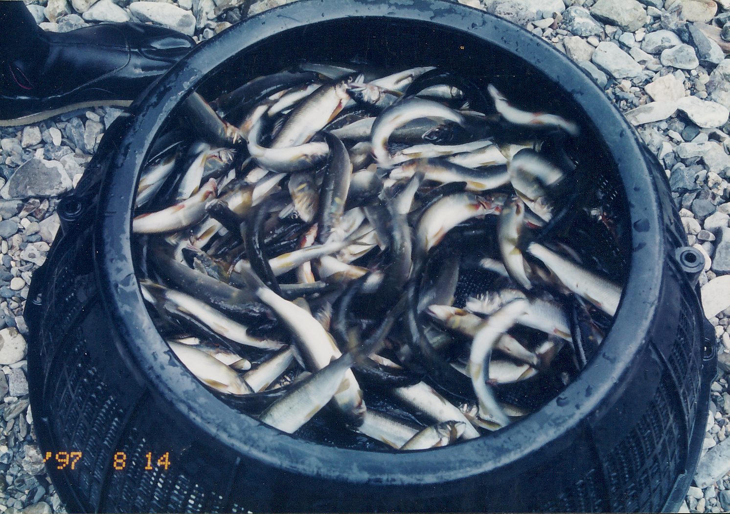 鮎漁の収穫